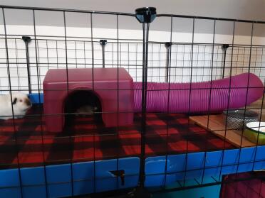 A guinea shelter inside a guinea pig cc cage.