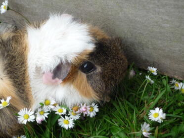 Gänseblümchen