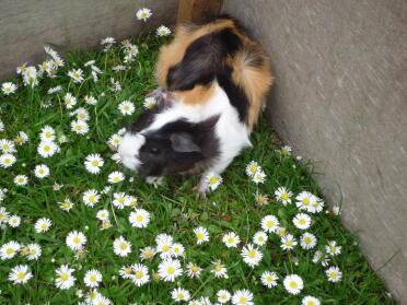 milly la cavia