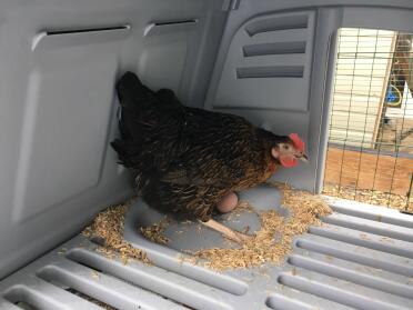 Ailsa legt ihr erstes ei, obwohl sie in der nacht zuvor mit einem fuchs zusammengestoßen ist. tapferes huhn. 