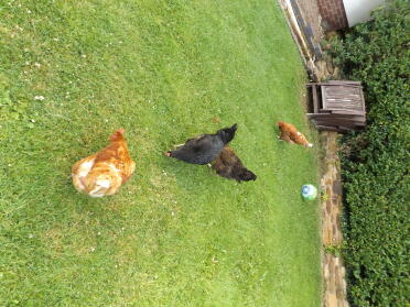 Tutte le galline nel giardino
