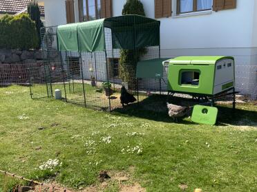 Some shade for the happy chickens