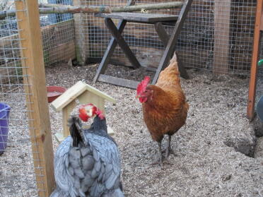 Betty e charlotte si divertono!