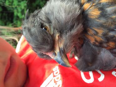 Barry il pulcino Araucana
