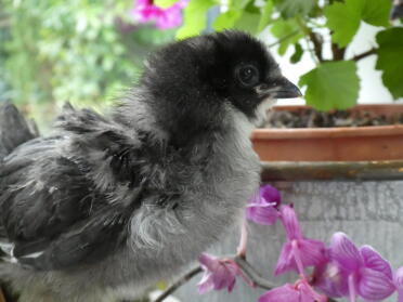 Araucana Chicks have such fluffy feathers!