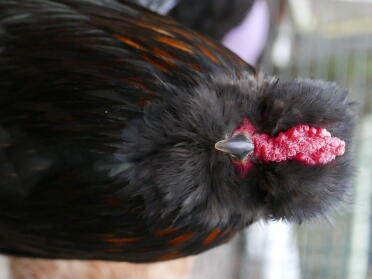 Jeff Der Araucana-Hahn