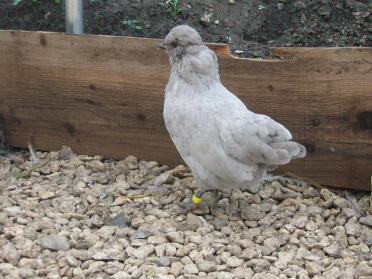 Lavanda Araucana Bantam