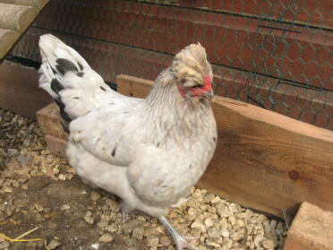 Gallina Araucana Schizzata