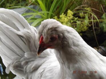 Araucana Männlich