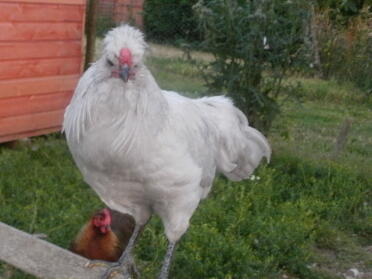 Lavendel Araucana Hahn 15 Wochen