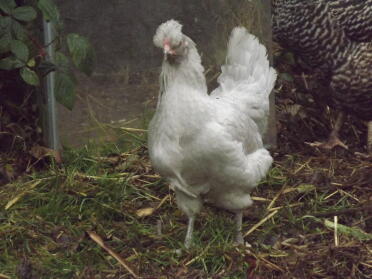 Violett die Lavendel Araucana