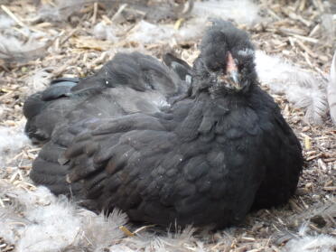 Jeff oder Rainia, Black Araucana Bantam 5 Wochen alt!