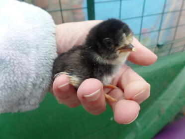 Jeff oder Rainia, Black Araucana Bantam einen Tag alt!