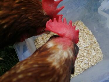 Nice soft bedding - the ladies are fans! 