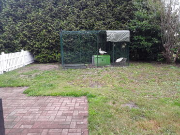 The Cube makes a great home for ducks as well as chickens!