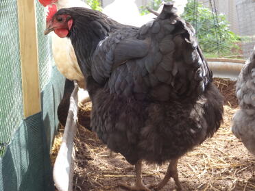 Pancake l'Australorp