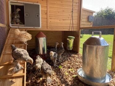 Didn’t take them long to find the feeders!