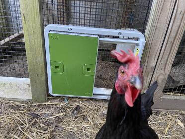 My Maran loves the new door.