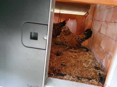 Omlet Grey Automatic Chicken Coop Door