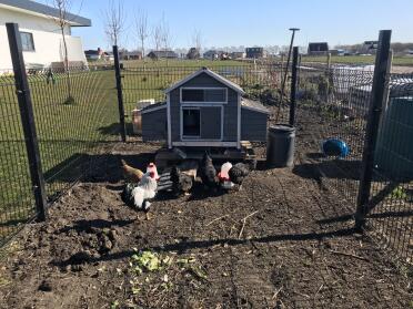 Omlet Grey Automatic Chicken Coop Door Attached to Wooden Chicken Coop