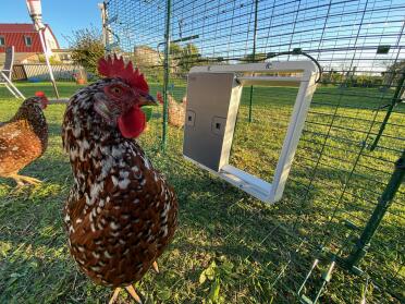 The door can be fixed on our coop runs