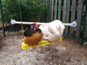 Chickens on Omlet Chicken Swing