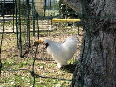 What a gorgeous fluffy hen!