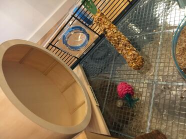 Hamster cage