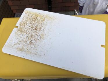 Inspection board. Colony living in left hand side only. 