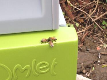 Bienen-treffen 