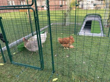 Walk-in chicken enclosure