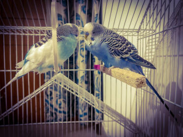 Berry and Cadbury