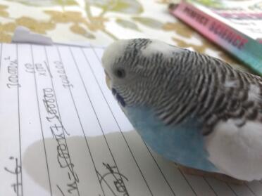 Berry doing maths xD