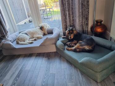 Best dog beds ever !!! 