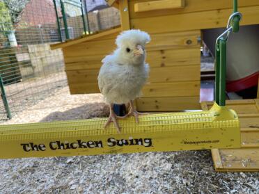 Beyoncé testing out her new swing. Always likes to be the first to everything!