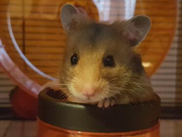 Lulu genießt die röhre auf dem Qute