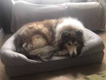 She loves her comfy bed, it’s was bought for one of our other dogs but Alex has claimed it. Oh well, we need to order another!