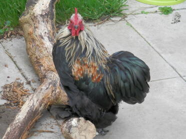 Vier Monate alter Ziggy Starduct Silver Pekin Booted Bantam