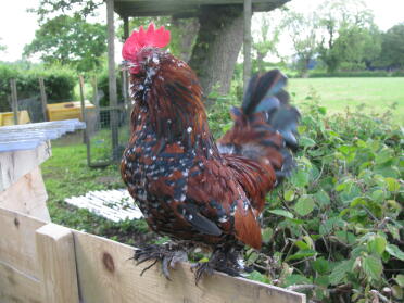 Doesn't this Booted Bantam Chicken have a lovely coat!