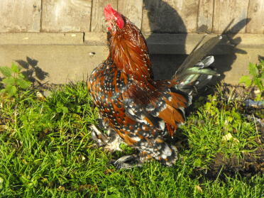 A booted bantam.