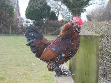 Barbu d'uccle cockerel