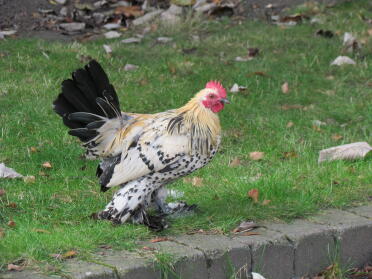 Chickens are great pets