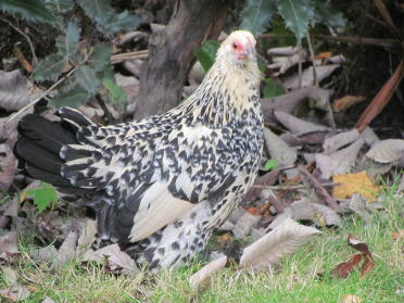 Chickens are great pets