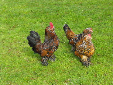 A milliefleaur barbu duccle trip booted bantam.