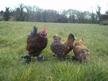 Trio of barbu d'uccle