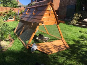 Bantams enjoying their new home