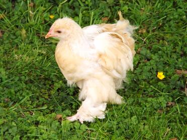 Brahma