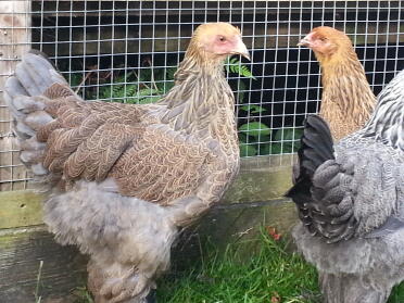 Brahma Gossip