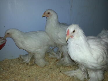 Snow white brahmas
