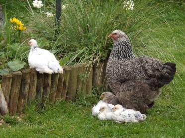 Betty stolze Mama Brahma
